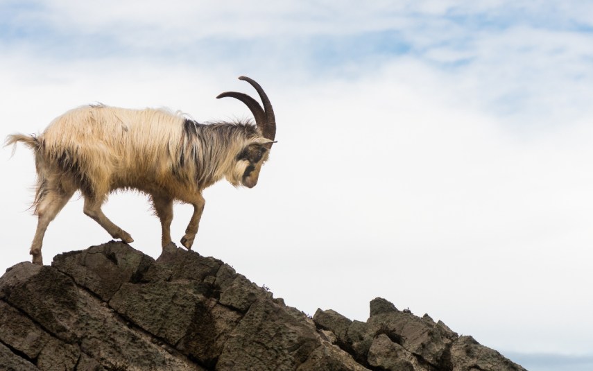 Mountain goat on the cliffs of Somerset.