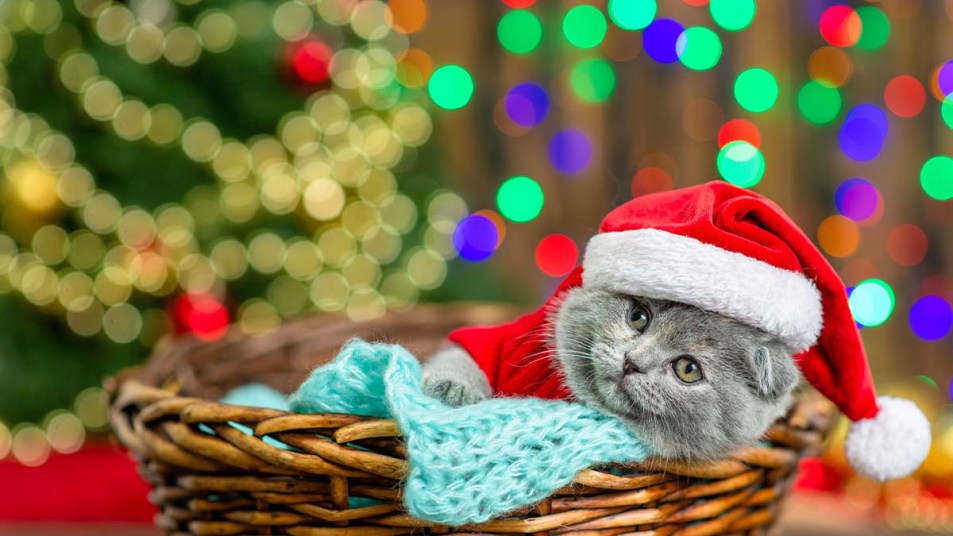 Funny kitten wearing warm sweater and santa hat lies inside basket and looks at camera