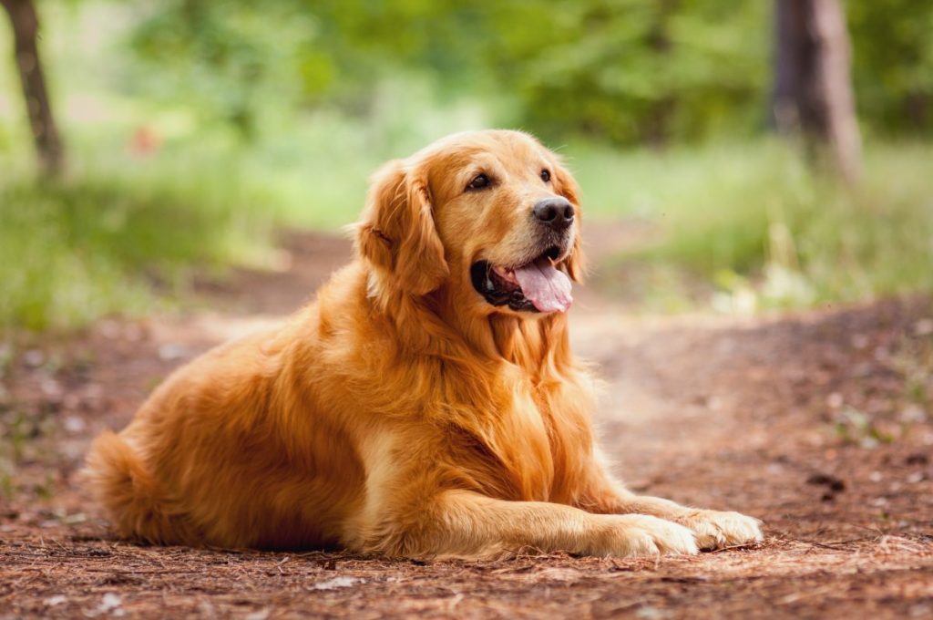 golden retriever dog 