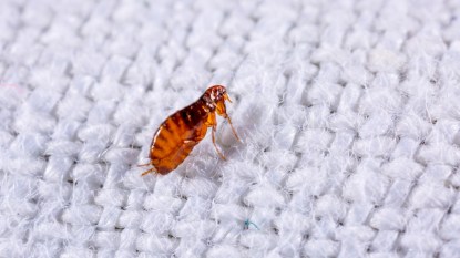 Flea on white fabric