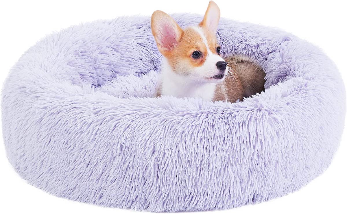 Corgi puppy in dog bed