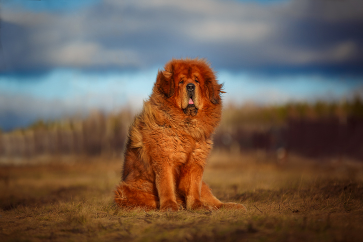 Large golden Tibetan Mastiff sitting in a field