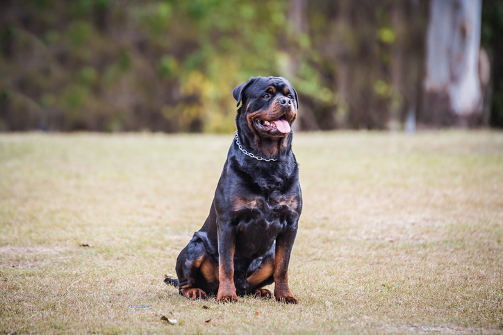 Rottweilier in a chain collar sitting in a yard