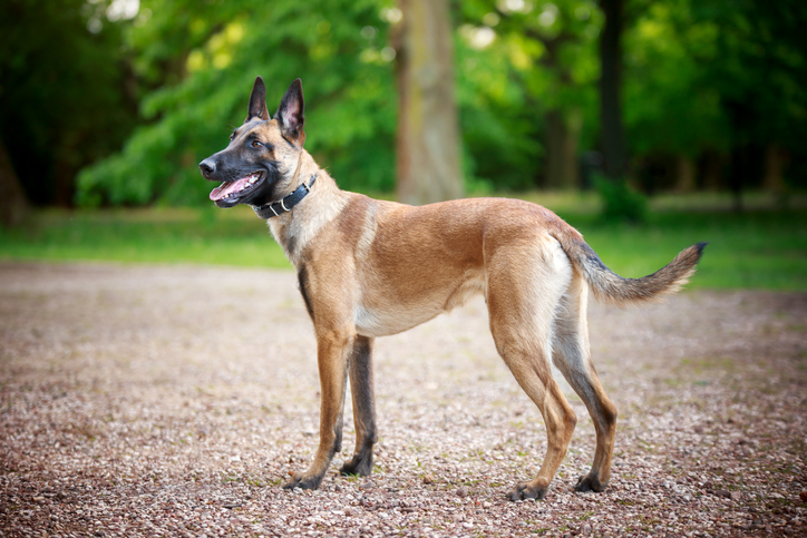 Belgian Malinois dog standing in a park.