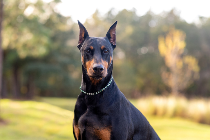 Doberman Pinscher dog sitting outdoors and looking into the camera.
