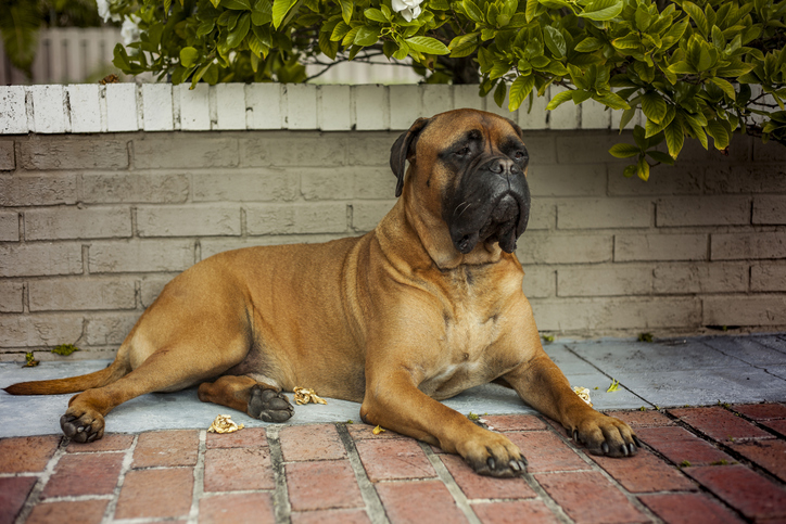 Bullmastiff dog lying down in front of a house. 