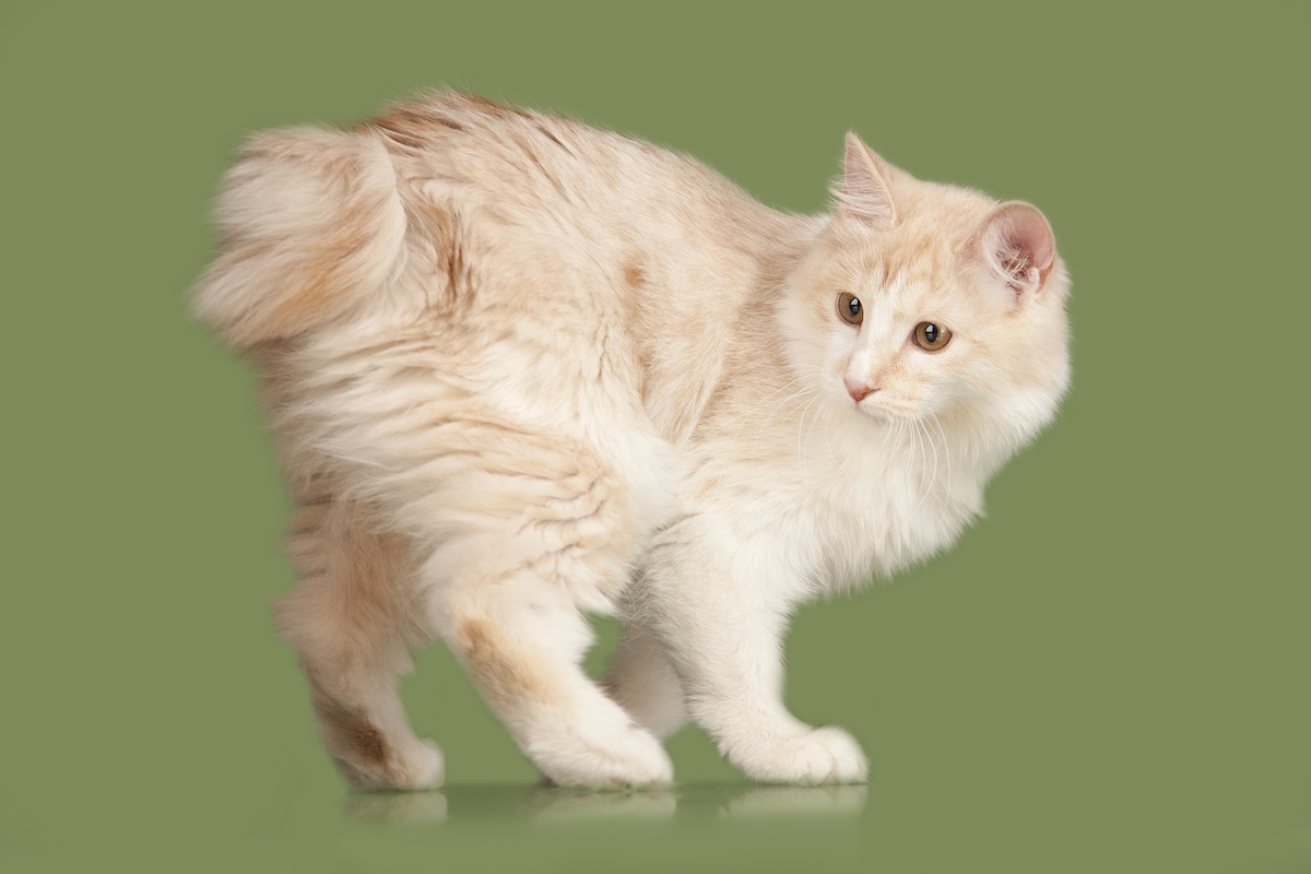 6 Uncommon Cat Breeds You Might Not Know About