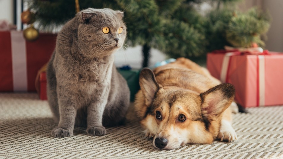 Cat and corgi with Christmas tree and pet gifts