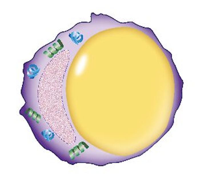 Diagram of engorged fat cell