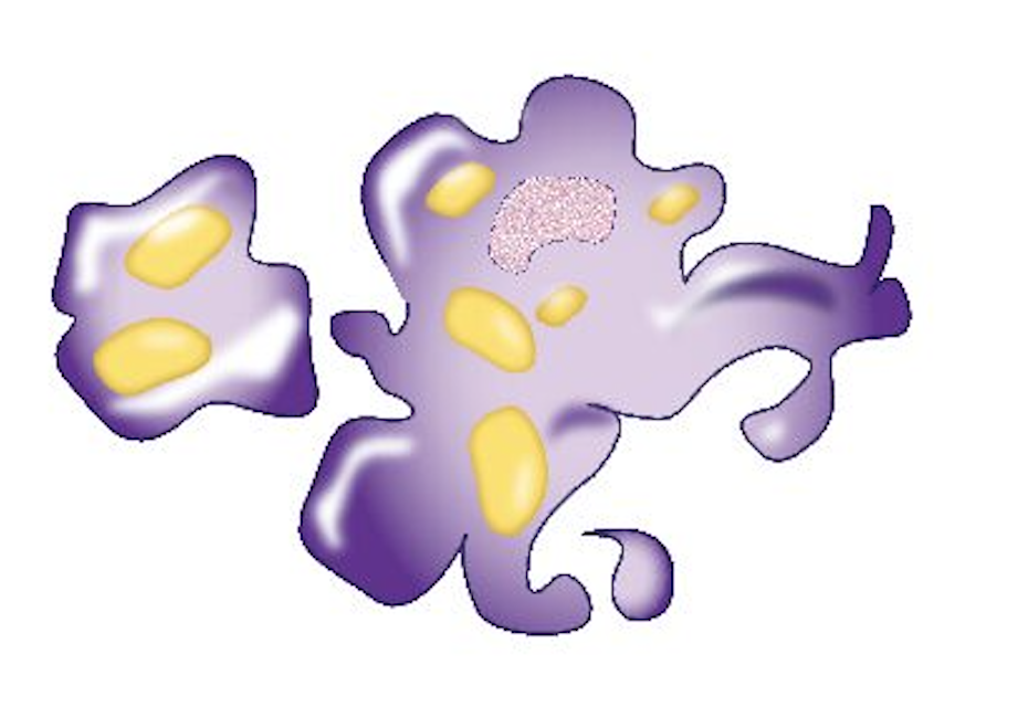 Yok edilen yağ hücresinin diyagramı