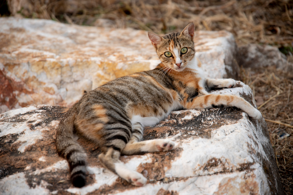 Sokoke cat lounging on rocks