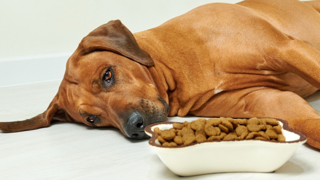 Köpeğinizin Midesini Rahatlatan Yiyecekler