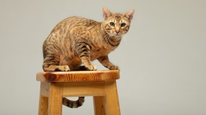 Serengeti cat sitting on wood stool