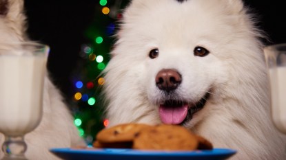 Close-up of a cute dog face that wants to eat a freshly baked gingerbread for Christmas.