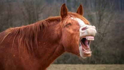 Laughing horse in a field