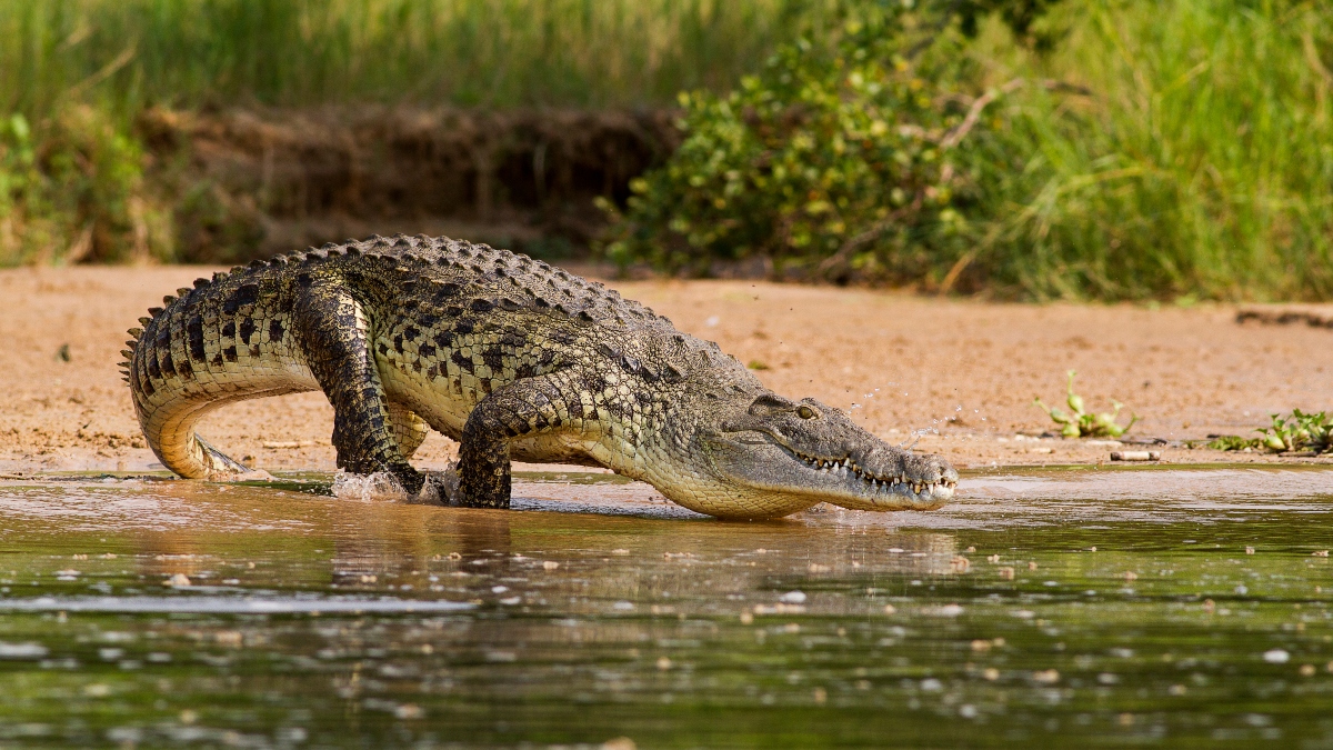 crocodile entering the Nile river