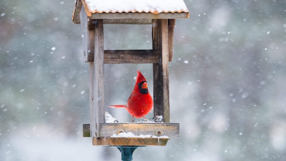 male red cardinal sitting in a snowy bird feeder eating seeds
