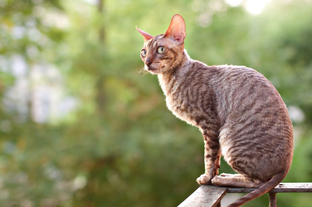Cornish rex gray cat sitting on railing
