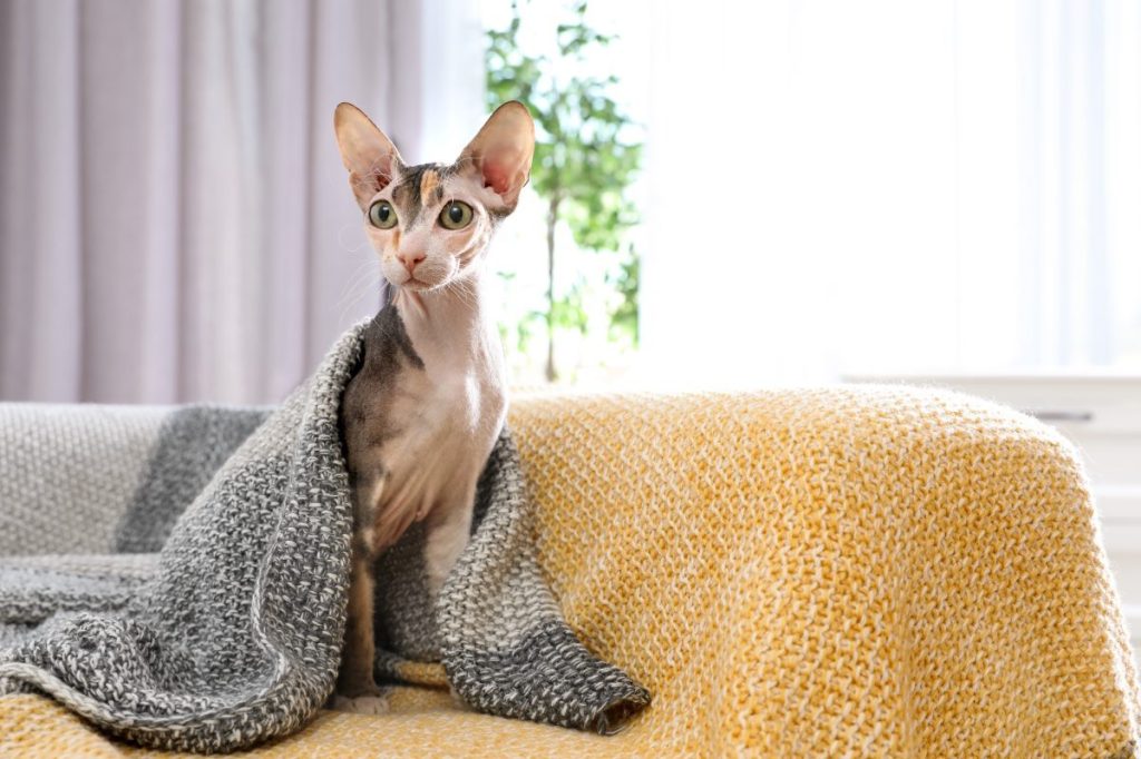 Evdeki kanepede battaniyenin altında sevimli Sphynx kedisi, mesaj için yer.  Sevimli arkadaş canlısı evcil hayvan