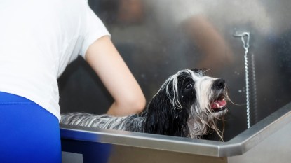 Washing the dog. Pet groomer giving a bath to a dog in stainless steel bathtub