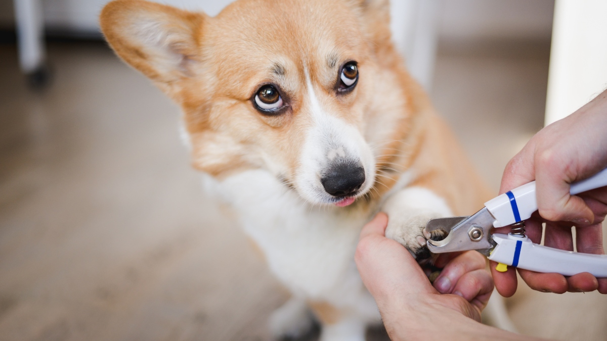 Does Your Dog Hate Nail Trims? Here’s How To Give Them a Stress-Free “Pawdicure”