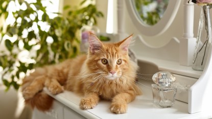Maine Coon cat sitting on vanity