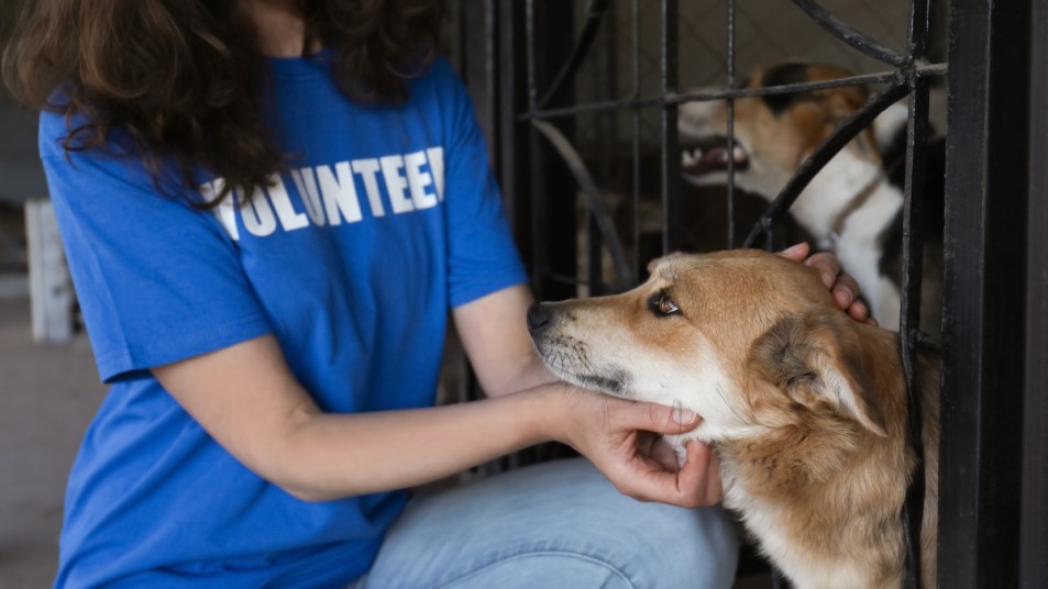 Woman wearing volunteer t-shirt with dogs at animal shelter