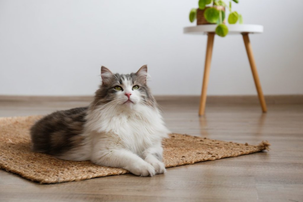 Fluffy siberian cat sitting on the jute wicker rug. Beautiful purebred long haired kitty on the hardwood floor in living room. Close up, copy space, white wall background.