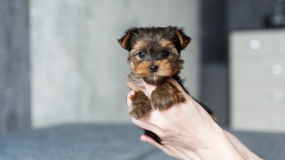 one month old Yorkshire Terrier Puppy sitting on woman hand on a gray concrete wall background