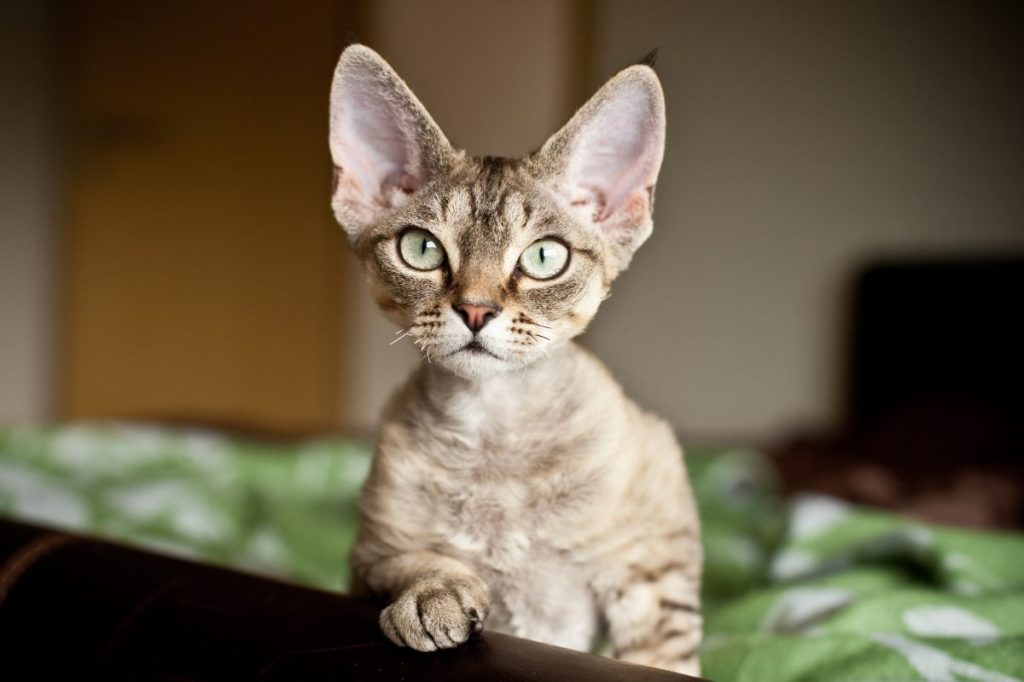 Komik Devon Rex yavru kedi neler olup bittiğine bakıyor.  Meraklı ifadeli kedi portresi