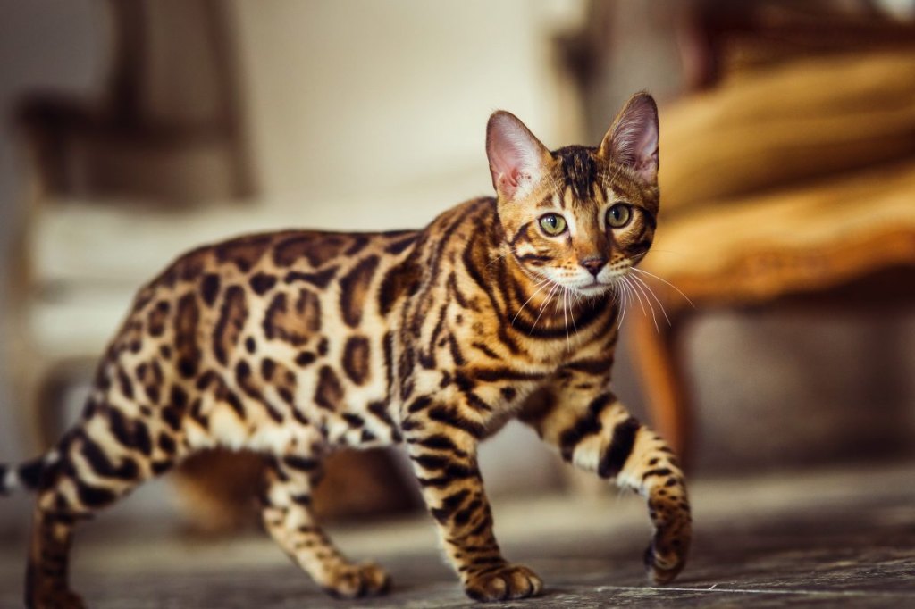 Bengal cat like a leopard sneaks