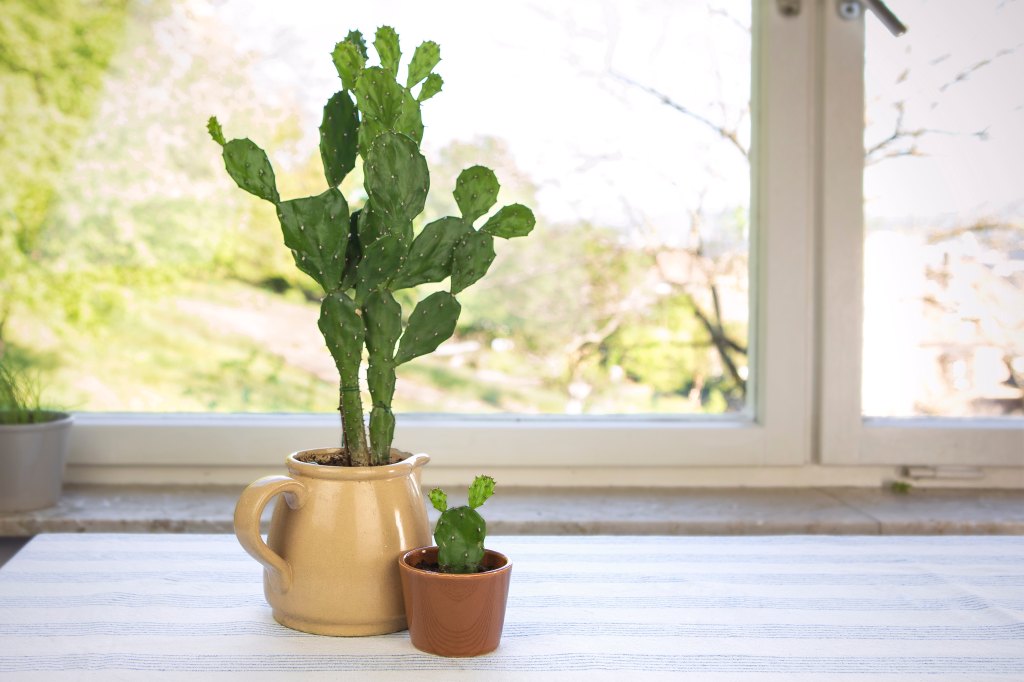 Cactus,In,A,Pot,At,Home,By,The,Window,,Colection