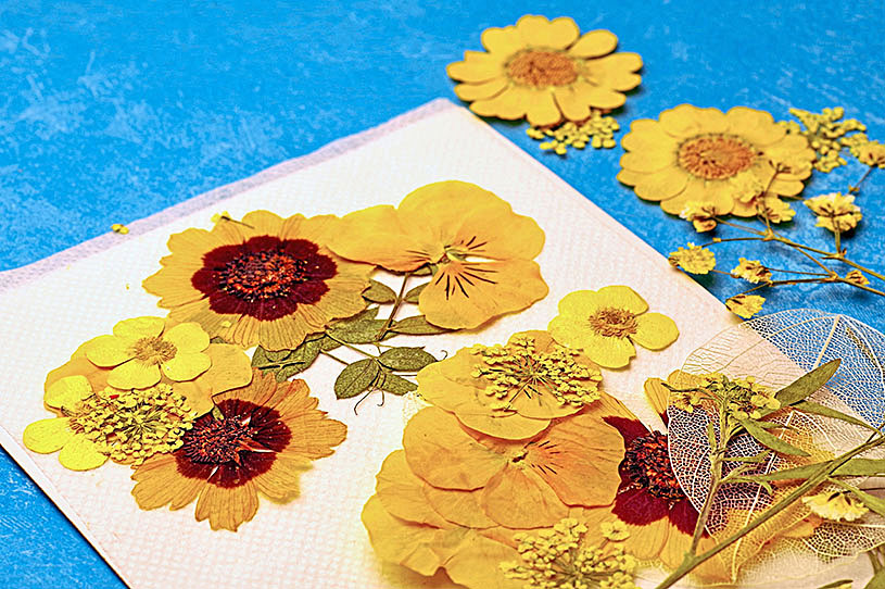 Dried Pressed Flowers on Craft Paper