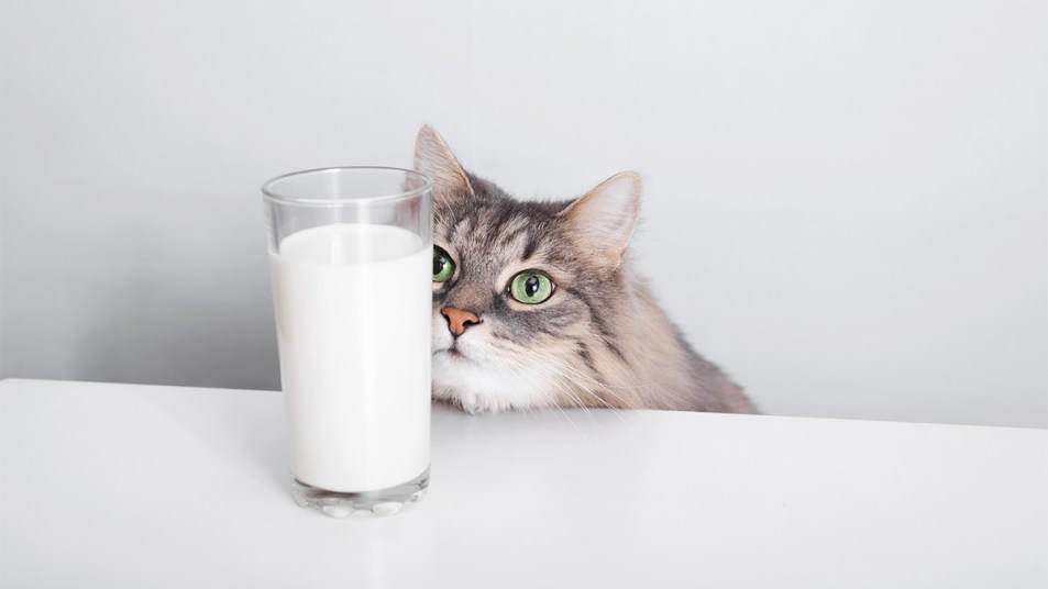 Gray fluffy green-eyed cat looking and sniffing glass of milk on white table in a kitchen