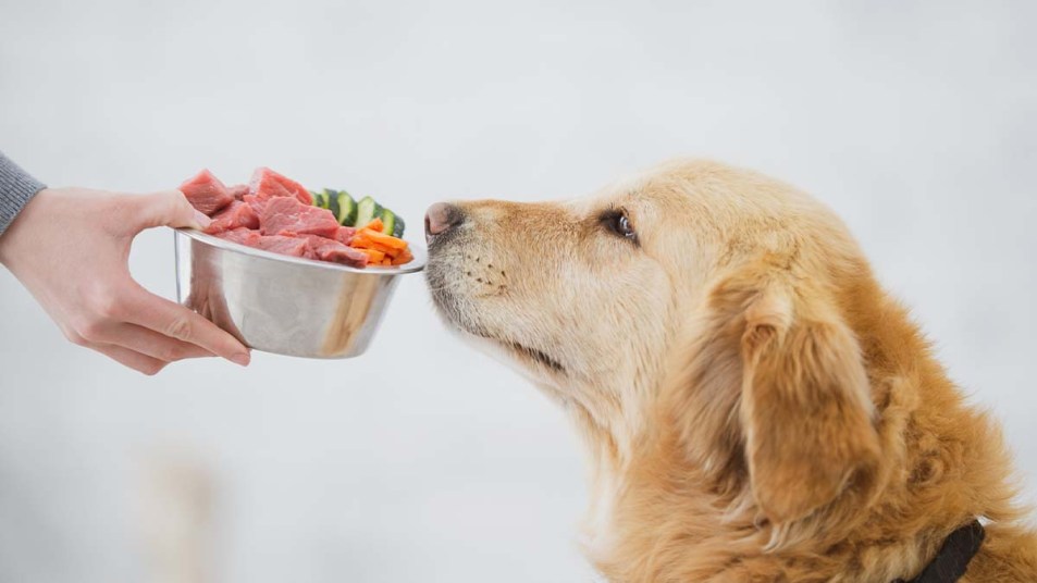 High protein and high fiber diet for dogs