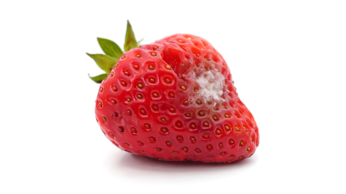 Is It Safe to Eat Strawberries If Some Have Mold?