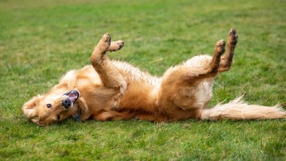 Side view on a goofy golden retriever dog rolling on a green lawn, with space for text on top and bottom