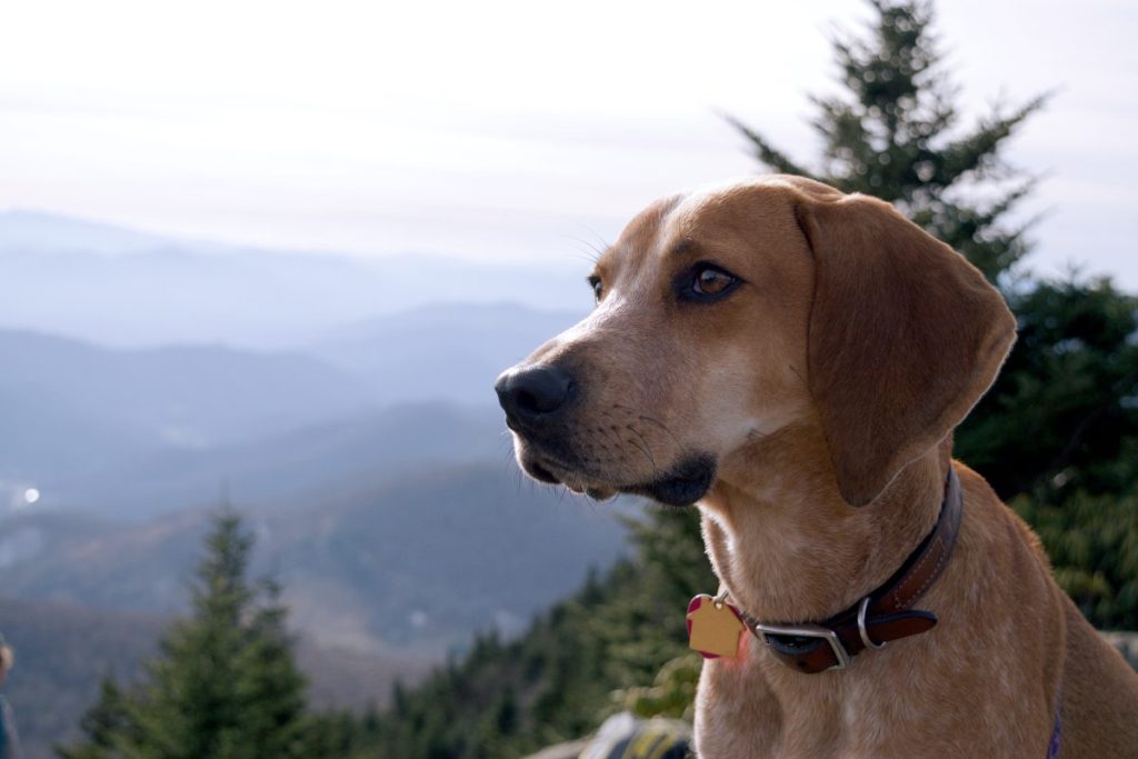 Bir yürüyüşte mavi sırt dağlarına bakan köpek