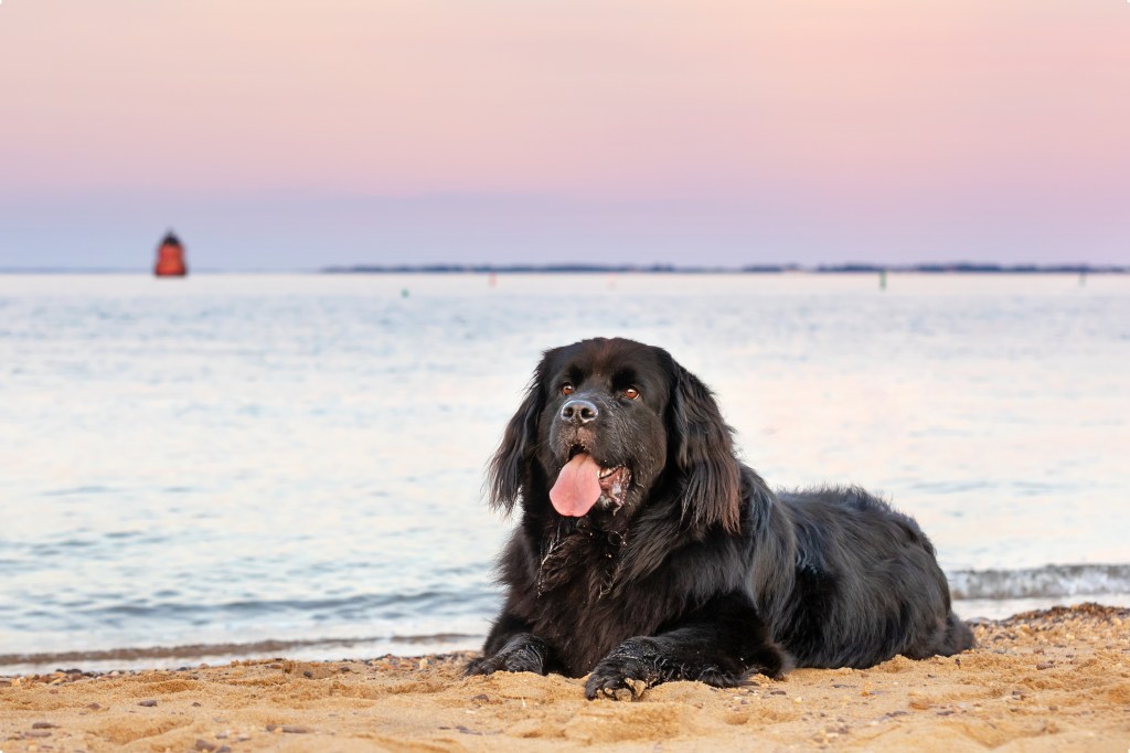 Beautiful gigantic Newfoundland dog on beach
