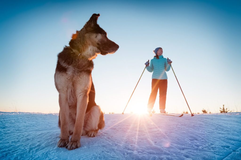 Köpekle kış tarlasında kayak yapan kadın