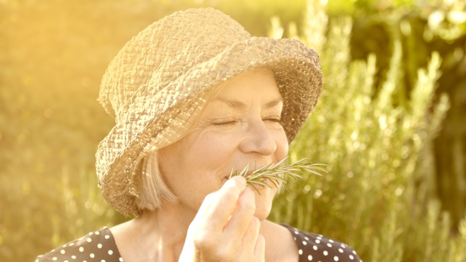 Older woman in polka dot dress and straw hat sniffing fresh rosemary in garden during golden hour