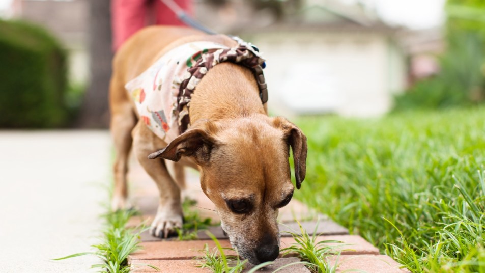 Dog on a leash sniffing a sidewalk
