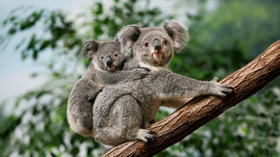 A female Koala carrying a young Koala on its back