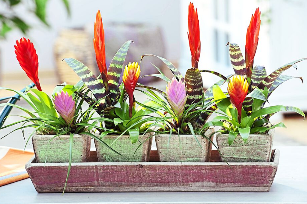 Potted bromeliad plant