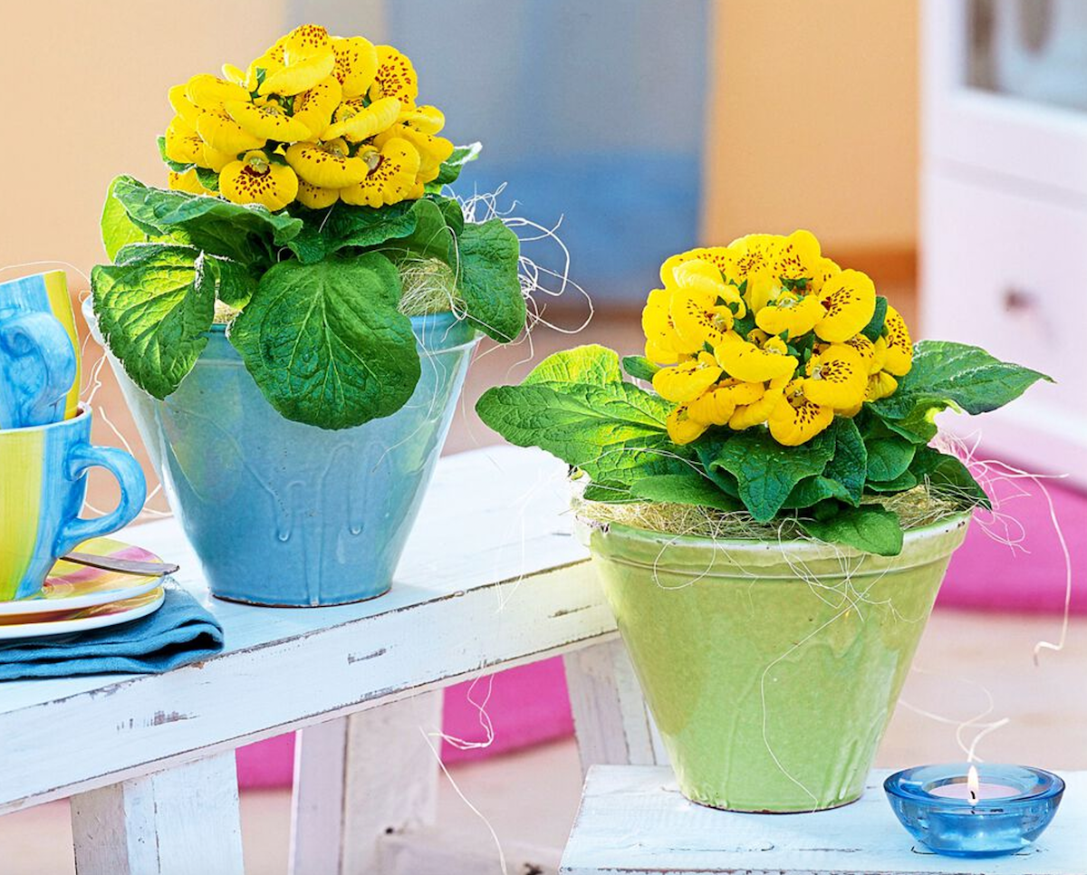 Two calceolaria plants in blue and green pots