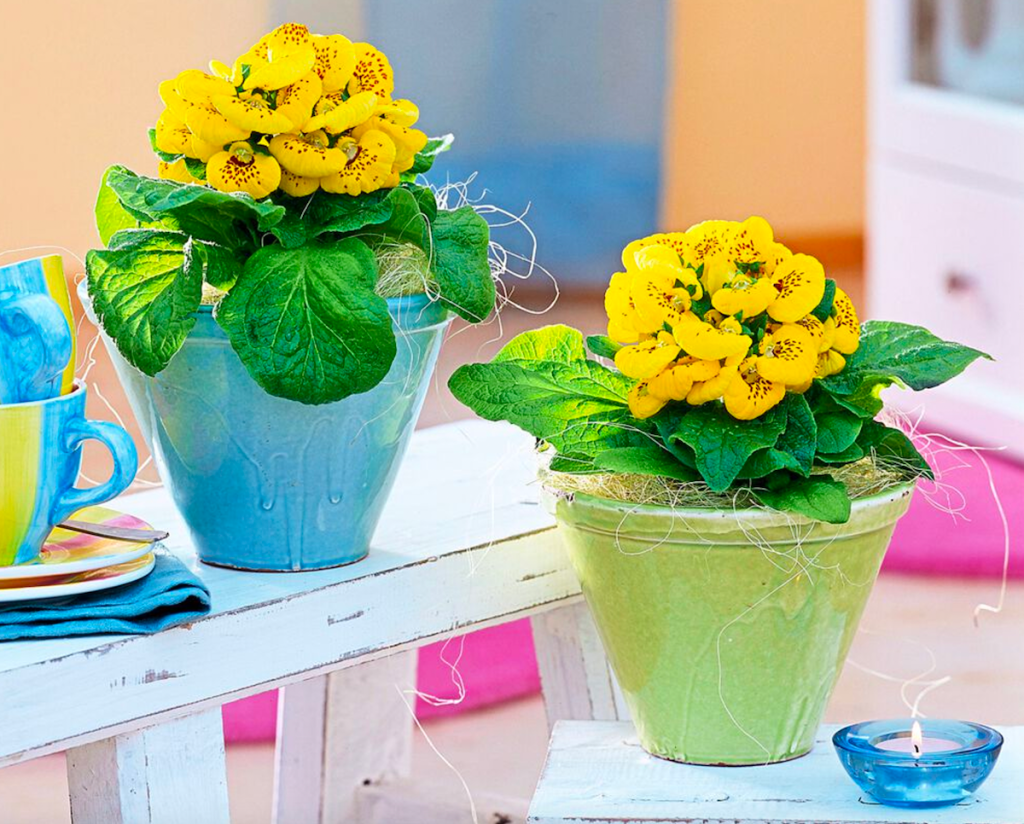 Two calceolaria plants in blue and green pots