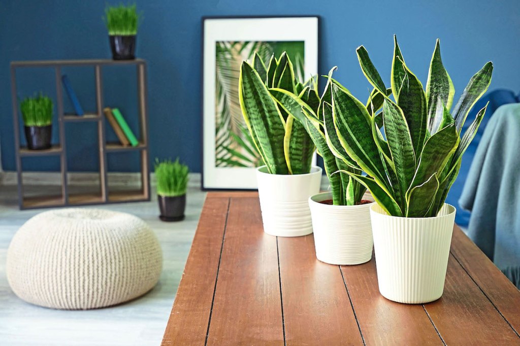 Three Sansevieria plants in white vases on table
