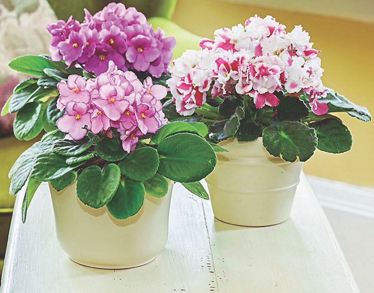 Three African violets in vases on table