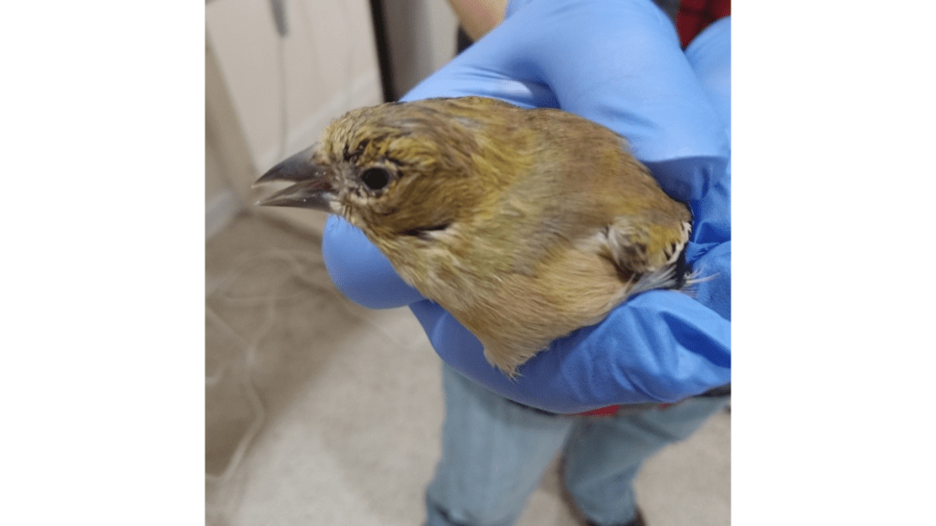 finch eye conjunctivitis in a brown finch