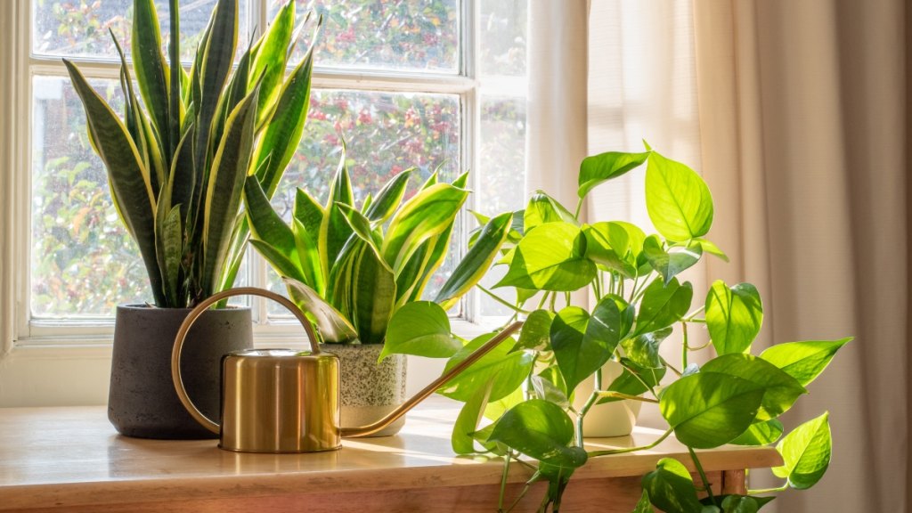 houseplants on a windowsill